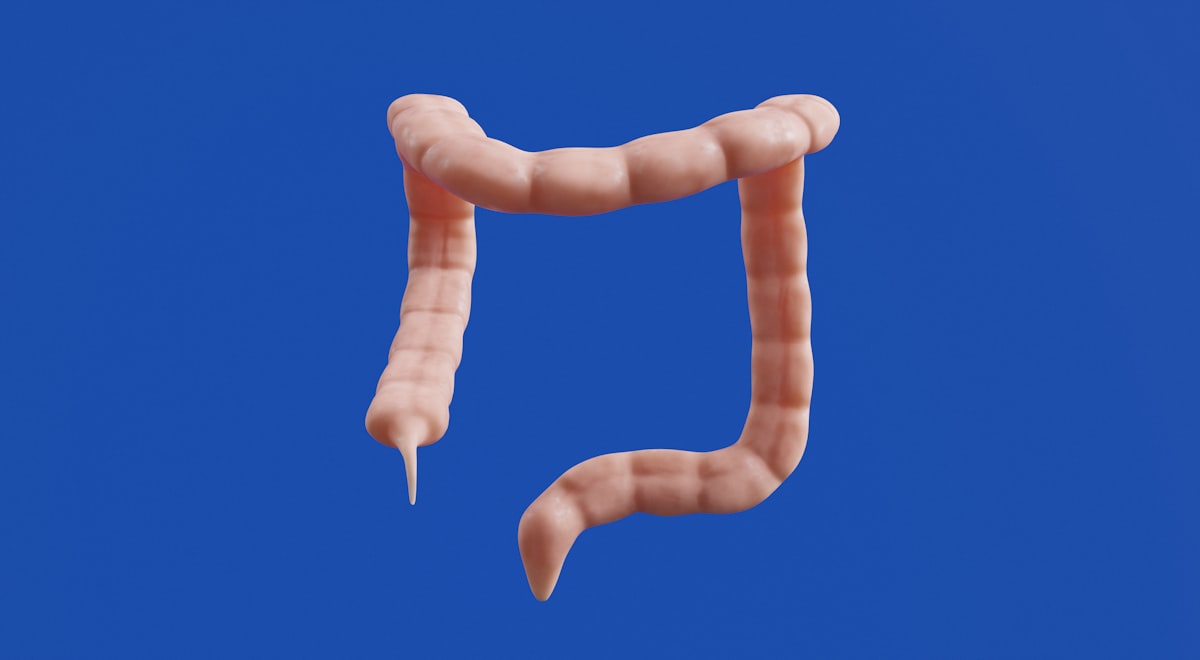 Ilustración de intestino saludable